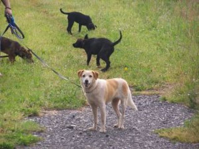Bonita sucht pflegestelle-endplatz - Mischlinge - mulmshorn