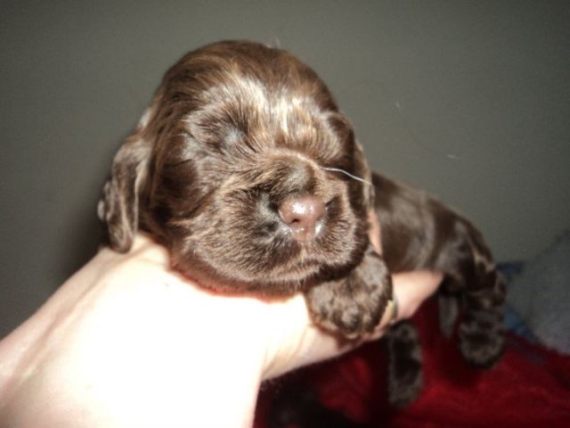 Amerikaniche Cocker Spaniel - Rassehunde Spaniel - LInthal (FRance)