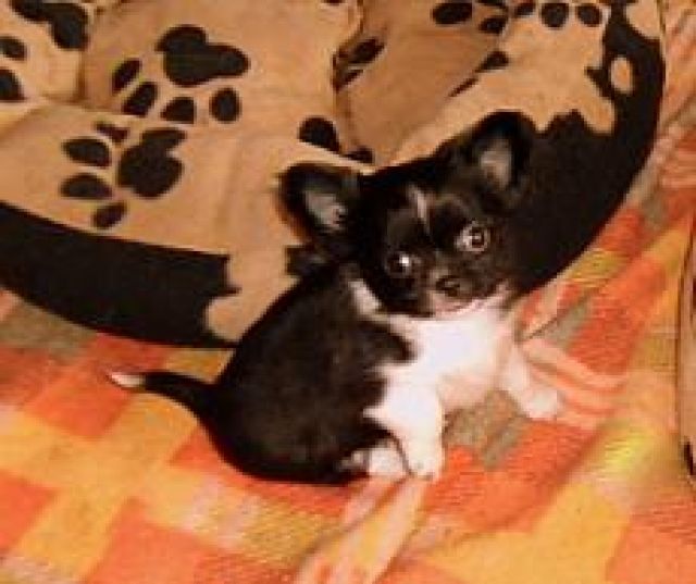 Chihuahua Welpen - Rassehunde Chihuahua - Burkardroth