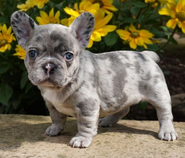 Rassehunde Franzoesische Bulldogge Kleinanzeigen Rassehunde Franzoesische Bulldogge Annoncen Rassehunde Franzoesische Bulldogge Inserate Rassehunde Franzoesische Bulldogge Anzeigenmarkt Rassehunde Franzoesische Bulldogge Marktplatz