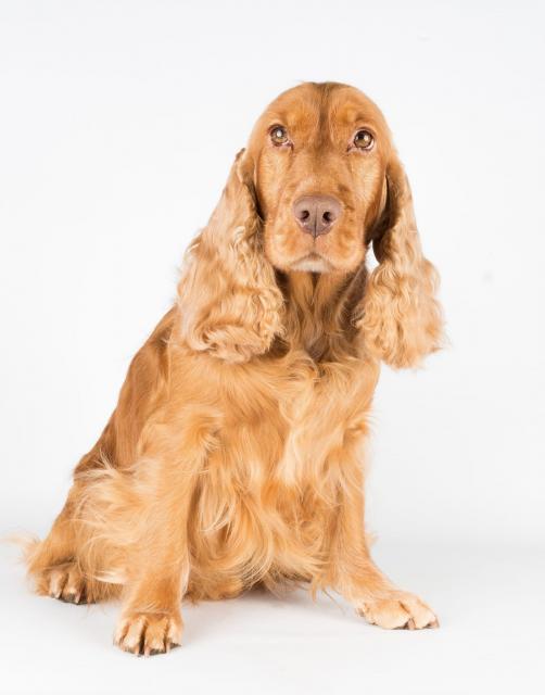 English Cocker Spaniel Welpen \ - Rassehunde Spaniel - Kölleda