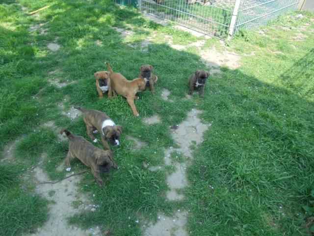 5 Boxerwelpen,Rüden - Hunde Zubehoer - Erfurt