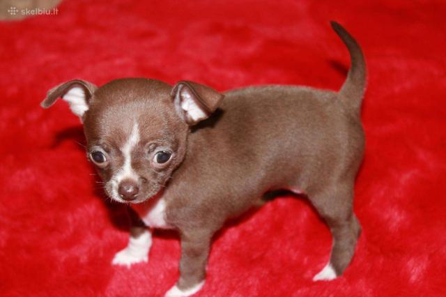 Chihuahua-Welpen - Rassehunde Chihuahua - Idar-Oberstein