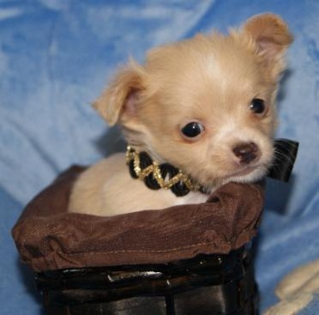 Chihuahua welpen  - Rassehunde Chihuahua - Berlin