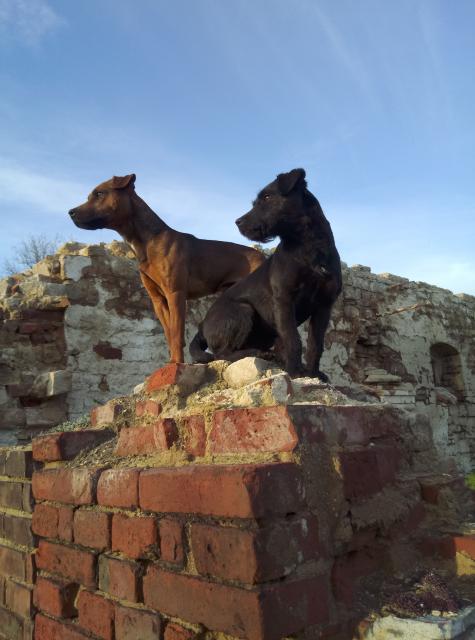 Deckrüde Patterdale Terrier - Deckanzeigen - Leuna