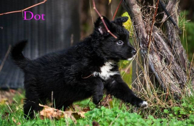 Border Collie mix  - Mischlinge - Nordhorn
