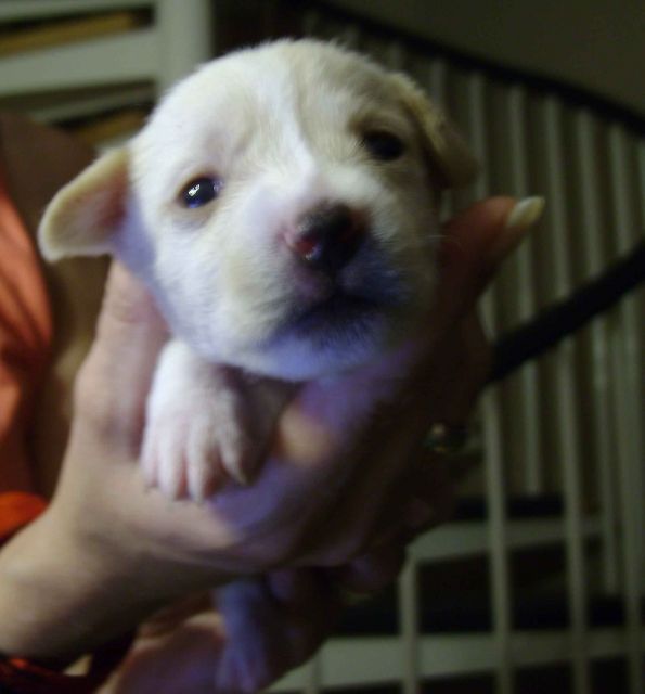 Mischlingswelpe ab Ende Juli abzugeben! - Mischlinge - Knetzgau