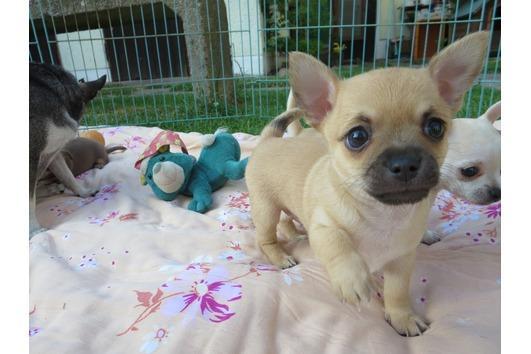 Schön Chihuahua-Welpe - Rassehunde Chihuahua - Idar-Oberstein