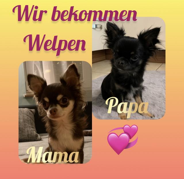 Chihuahua Welpen Wurfankündigung - Rassehunde Chihuahua - Limburg 