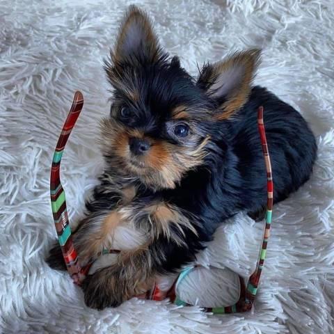 Schöner Yorkshire Terrier Steel Blue Welpen  - Rassehunde Terrier - Auma