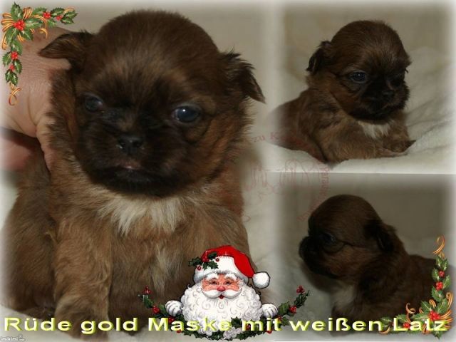 Shih Tzu Welpen Rüden in verschiedenen Farben inkl Pap. - Rassehunde Shih Tzu - frankfurt