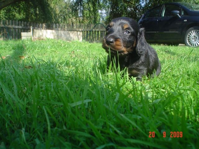 Süßer Zwergdackel sucht neues Zuhause!! - Rassehunde Dackel - Hörselberg-Hainich