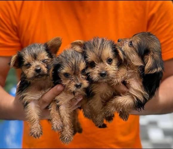 Wunder Schöner MINI Yorkshire Terrier Steel Blue Welpen  - Rassehunde Terrier - Friesoythe
