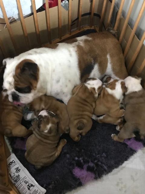 Bildhübsche  Englische Bulldoggen Welpen Suchen ein neues zuhause !! - Rassehunde Bulldog - Düsseldorf