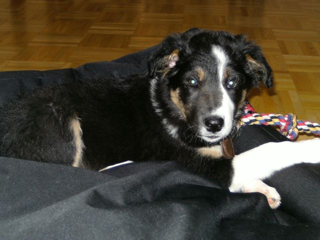 Tricolore Border-Collie Welpe geimpft und gechipt - Rassehunde Collie - Neunkirchen-Seelscheid