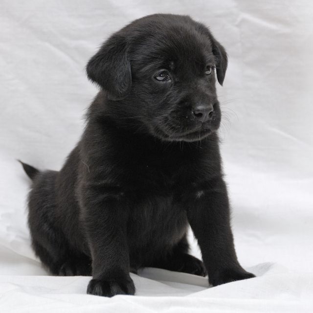 Süßer schwarzer reinrassiger Labradorwelpe sucht noch ein zu Hause - Rassehunde Labrador - Dresden