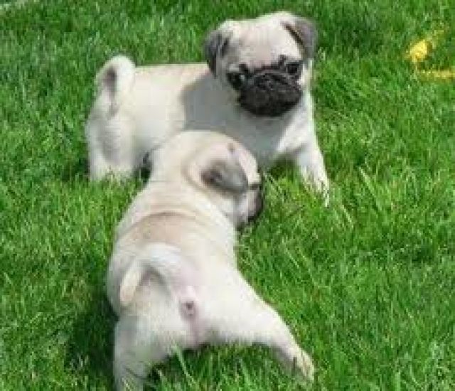 Süße schwarze Mops Welpen mit Ahnenrtafe - Rassehunde Mops - Leipzig