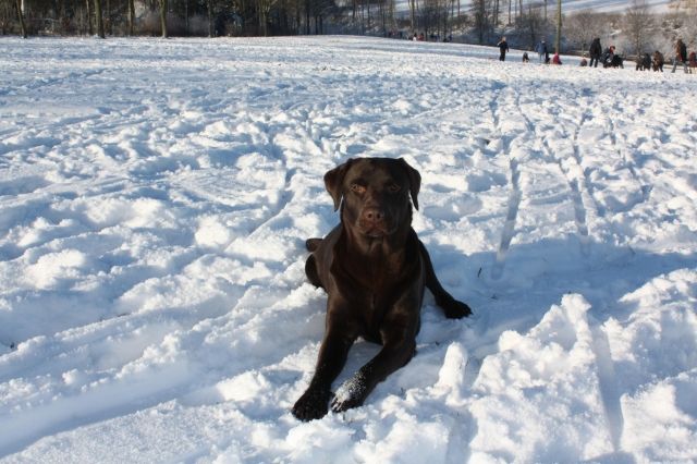 Meine choco Labradorin sucht ein männliches Gegenstück zum decken. - Deckanzeigen - Nottuln