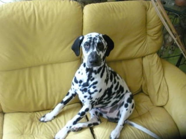 Reinrassiger Dalmatiner Welpe. Männlich, 5 Monate alt - Rassehunde Dalmatiner - Bretten