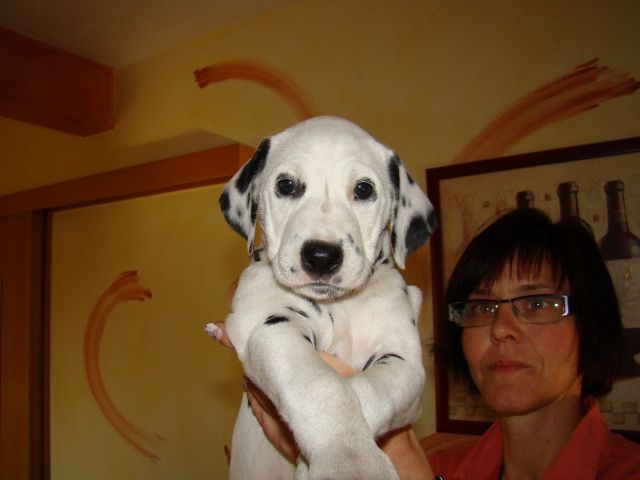 Super Dalmatiner Welpen - Rassehunde Dalmatiner - Kordel 