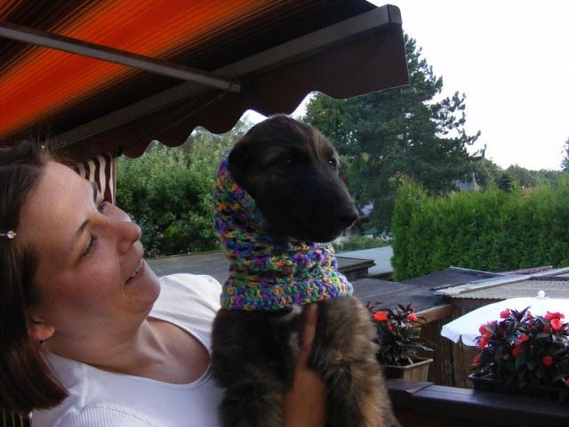 Afghanenwelpen - Rassehunde Windhund - Velbert