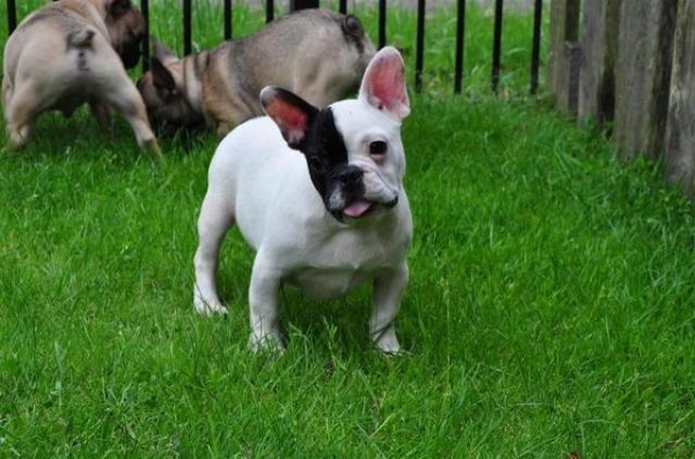 Frenchie-Mädchen (12 Wochen) sucht dringend neues zu Hause - Rassehunde Franzoesische Bulldogge - Mainz 