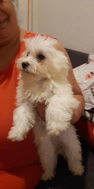 Malteser Welpen  - Rassehunde Terrier - Kaiserslautern 