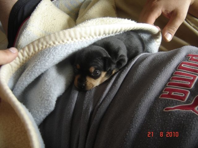 Pinscher Welpen weibchen zu verkaufen - Rassehunde Pinscher - Langen