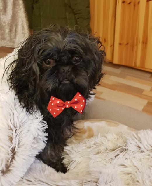 Deckrüde Shih Tzu - Deckanzeigen - Bad Pyrmont 