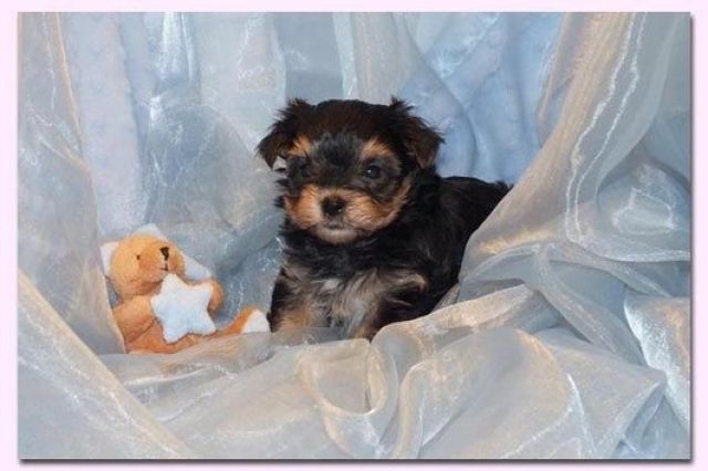 Bezaubernde Yorkshire Terrier Welpen suchen......  - Rassehunde Terrier - Konstanz