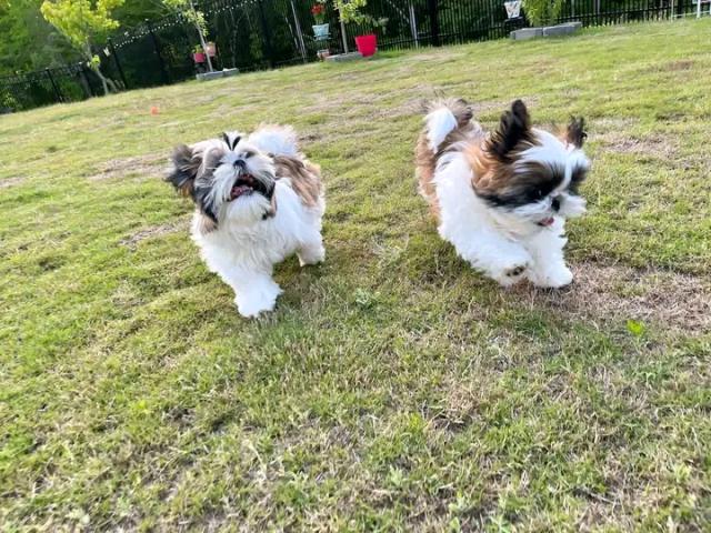 Schön kleinen Baby Shih Tzu Welpen - Rassehunde Shih Tzu - Calbe (Saale), Stadt