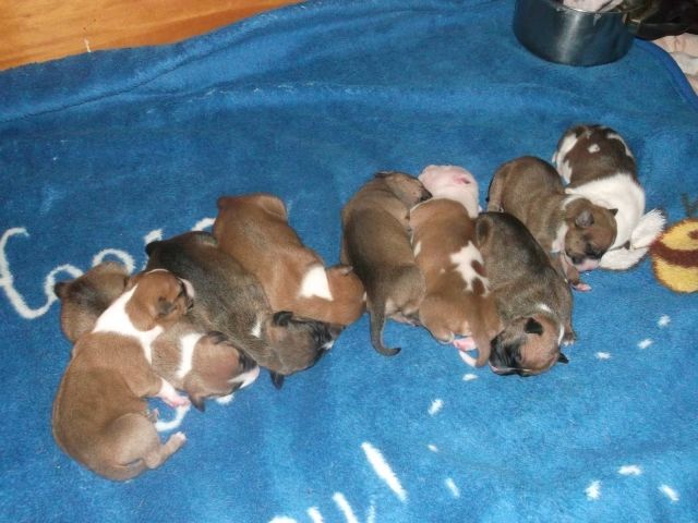 9 Süße Amstaff Welpen American Staffordshire Terrier Stafford 6 Weibchen 3 Rü - Rassehunde Pit Bull - holzminden