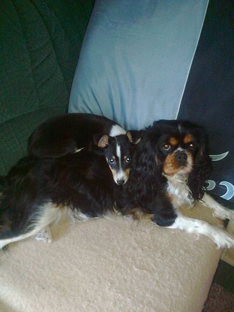 Hunde Mädchen sucht ... - Rassehunde Spaniel - Kelbra