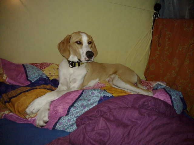 Pointerrüde Junghund - Mischlinge - Aulendorf