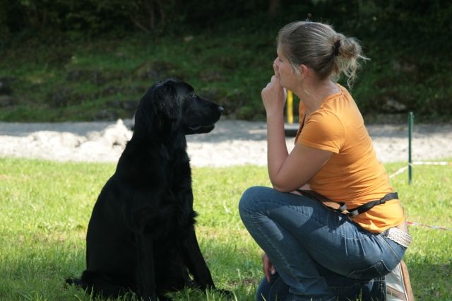 Hundetraining & Homöopathie - Andrea Rütten - Hundeschulen - München