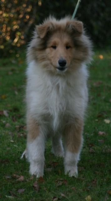 Colliejunghunde , Colliewelpen - Rassehunde Collie - Schwepnitz