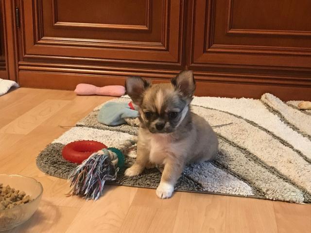 Schön Kleine Chihuahua-Welpen - Rassehunde Chihuahua - Bendorf