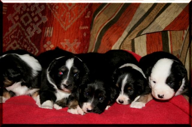Mini Aussie Welpen - Rassehunde Australian Shepherd - Oberthal