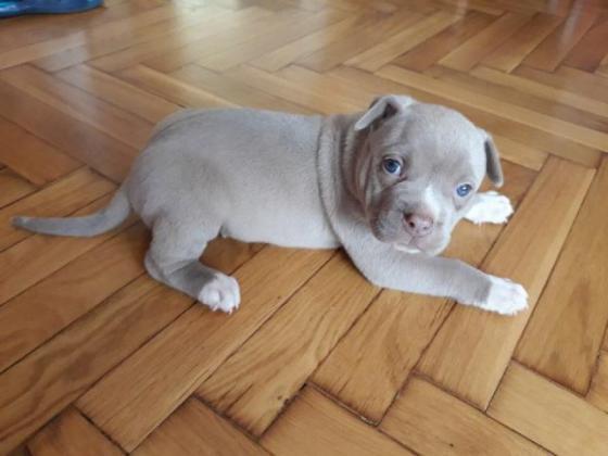 America Pit bull-Welpe Blue Line der beste Welpe fur Ihre Familie - Rassehunde Pit Bull - Bad Bevensen