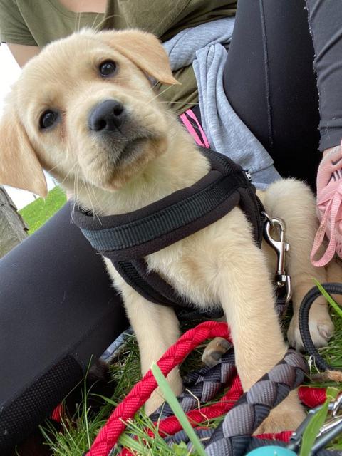 Labrador Welpe  - Rassehunde Labrador - willebadessen