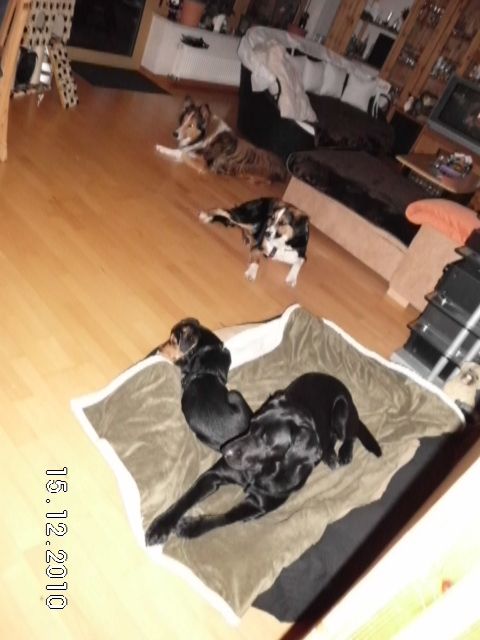 Tiersitting & Gassieservice  - Hundesitter - Breiholz