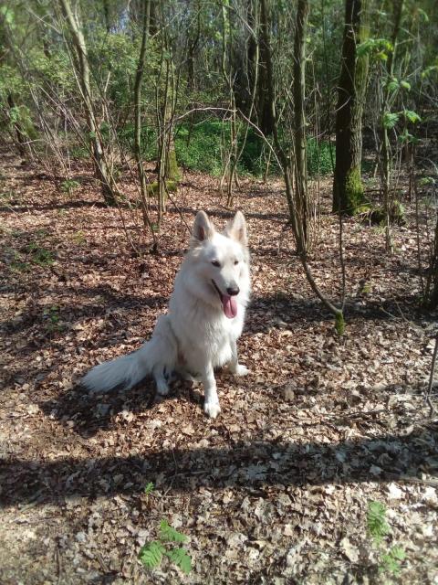 Schicker  weisser schäferhund deckrüde - Deckanzeigen - kevelaer