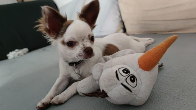 Deckrüde nur für Chihuahuas  - Deckanzeigen - Cottbus 