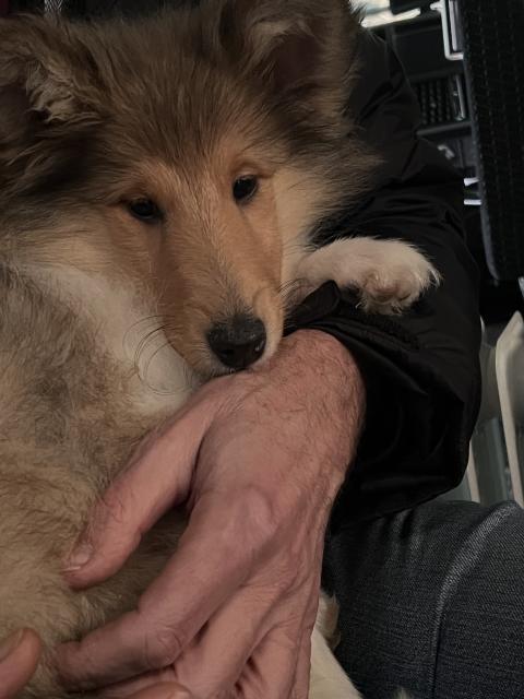 Süße colliewelpen  langhaar  - Rassehunde Collie - Gleichen