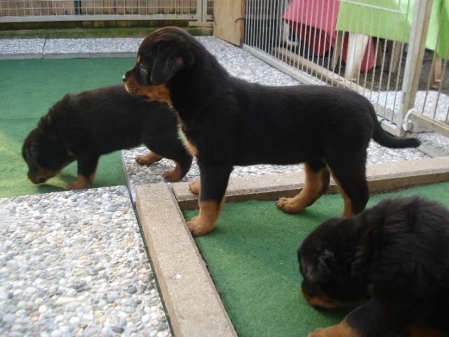 Rottweilerwelpen - Rassehunde Rottweiler - Öhringen
