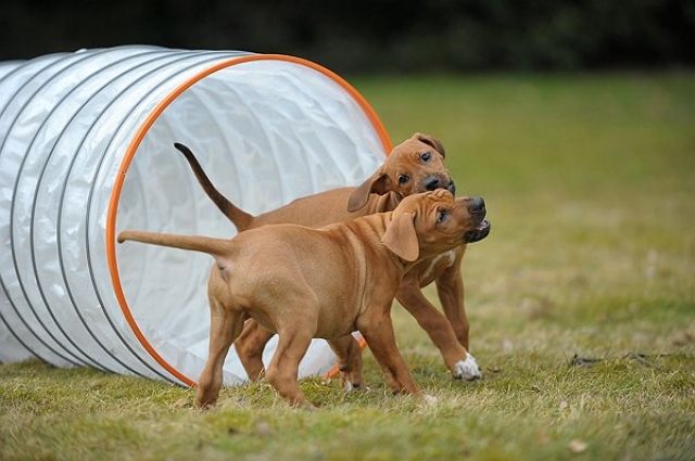Fun-flexx(R) Spiel-, Spaß- und Trainingstunnel - Hunde Zubehoer - Gelsenkirchen