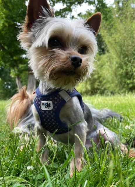 Yorkshire Terrier Mini (Deckrüde!!!) - Deckanzeigen - Dülmen