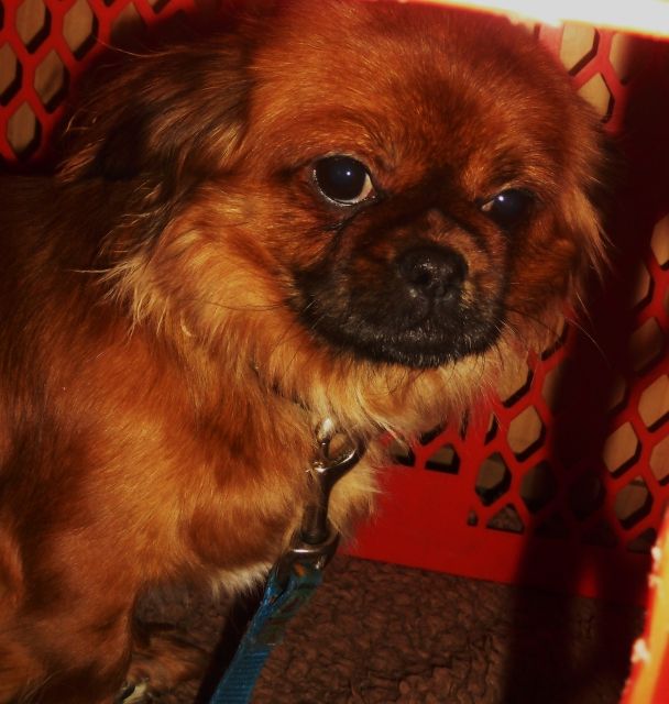 Zwergpikinese - Rassehunde Pekinese - köln