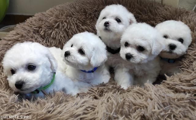 Bichon Frisé Hundenwelpen zum verkaufen - Rassehunde Malteser - Bystrovany, CZ