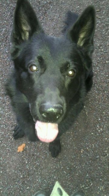 Deutscher Schäferhund 5 Jahre ohne Papiere  - Rassehunde Schaeferhund - duisburg